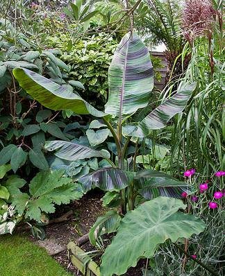 Red-striped Darjeeling Banana (Musa sikkimensis 'Red Flash')