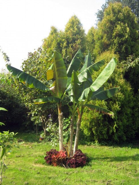 Red-striped Darjeeling Banana (Musa sikkimensis 'Red Flash')