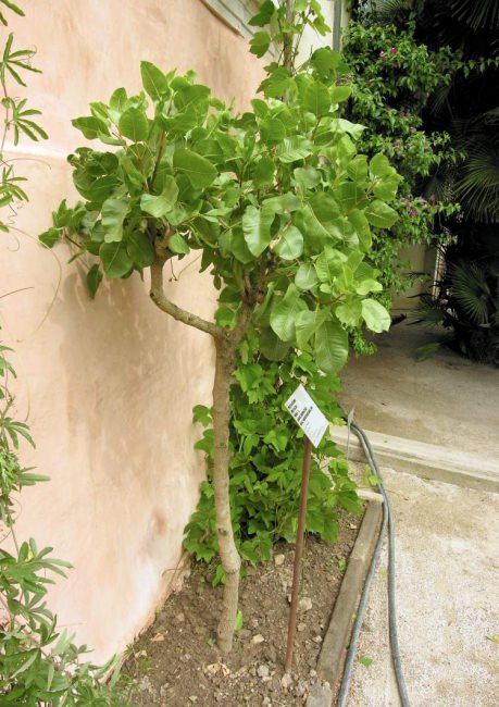 Pistachio (Pistacia vera)