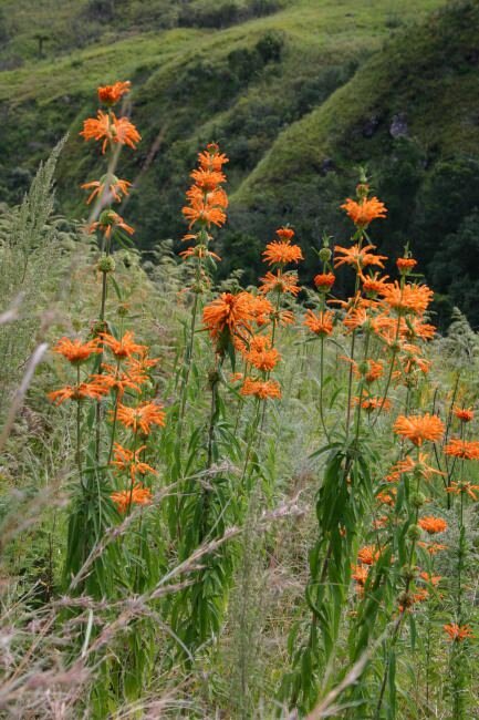 Lion's Tail (Leonotis leonurus)