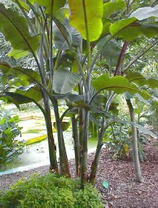 Sweet Wild Banana (Musa balbisiana)