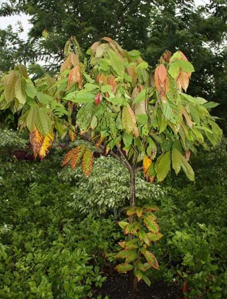 Cocoa (Theobroma cacao)
