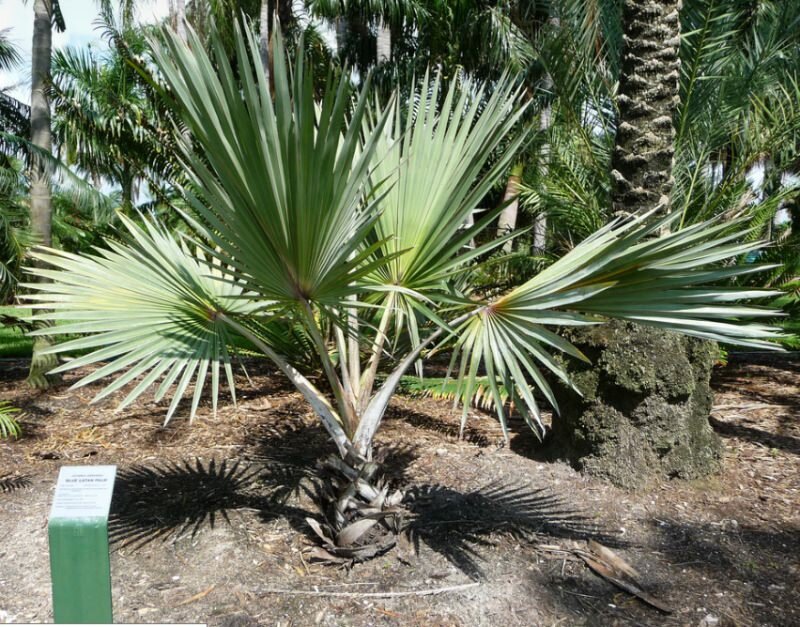 Blue Latan Palm (Latania loddigesii)