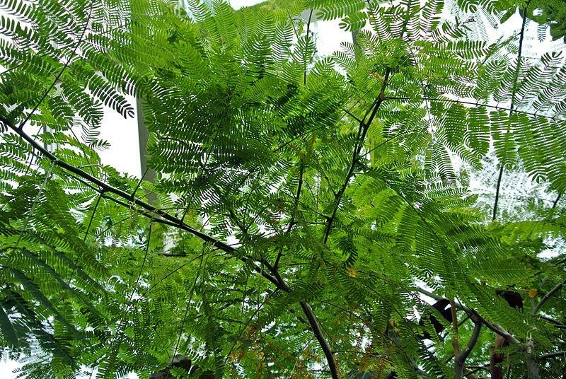 Elephant-ear Tree (Enterolobium cyclocarpum)