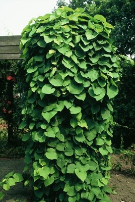 Dutchman's Pipe (Aristolochia macrophylla)