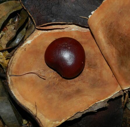 Sea Heart (Entada gigas)
