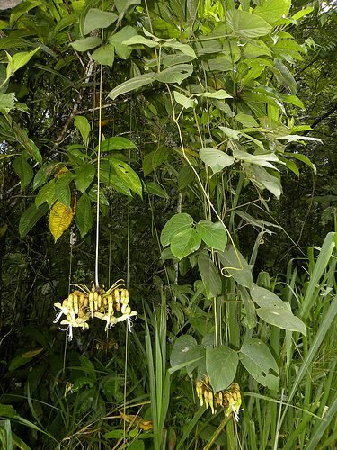 Black Hamburger Bean (Mucuna holtonii)