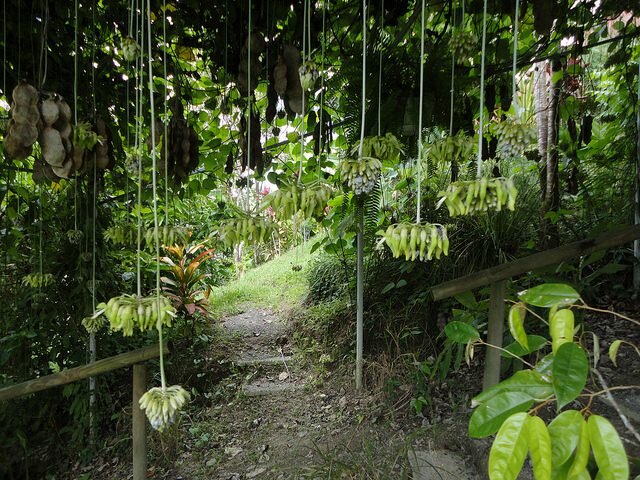 Black Hamburger Bean (Mucuna holtonii)