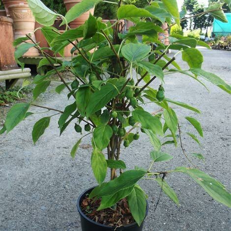 Mini Kiwi (Actinidia arguta 'Issai')