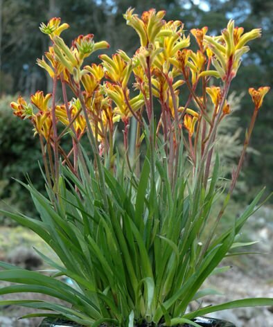 Yellow Kangaroo Paw (Anigozanthos flavidus 'Yellow')