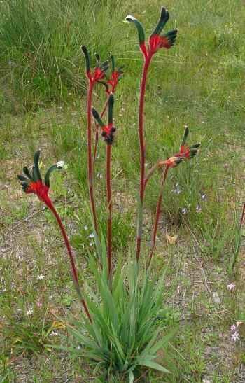 Red-green Kangaroo Paw (Anigozanthos manglesii)
