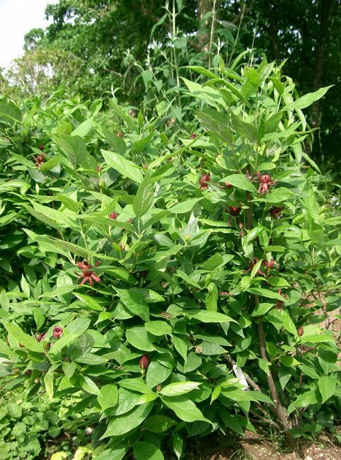 Spice Bush (Calycanthus floridus)