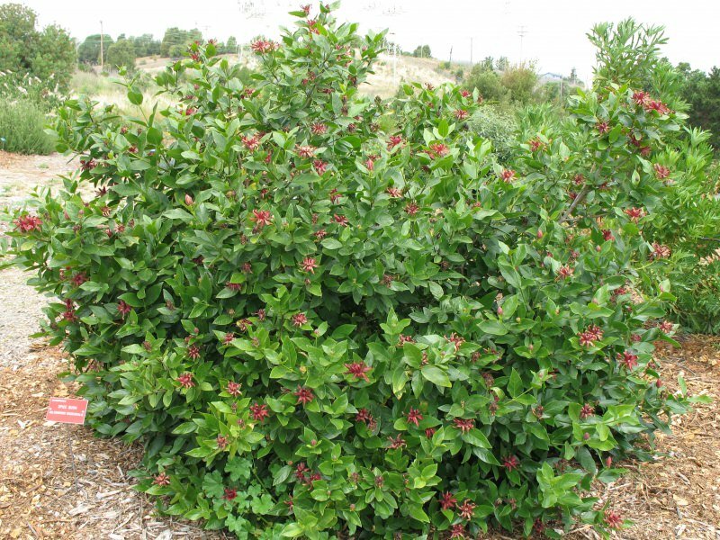 Western Spice Bush (Calycanthus occidentalis)