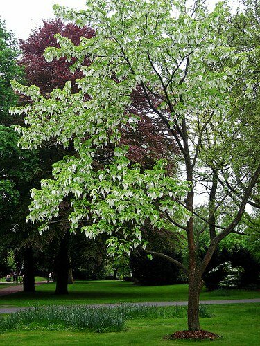 Dove Tree (Davidia involucrata)