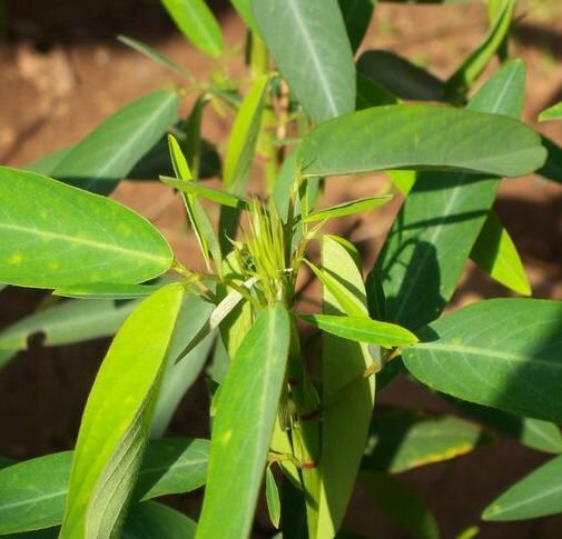 Telegraph Plant (Desmodium gyrans)