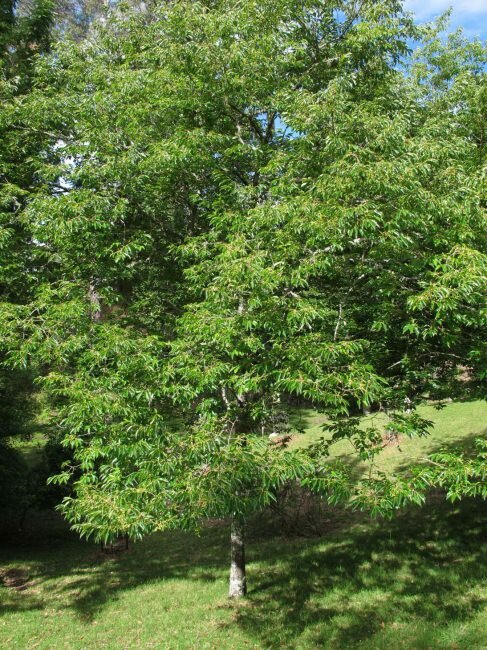 Date Plum (Diospyros lotus)