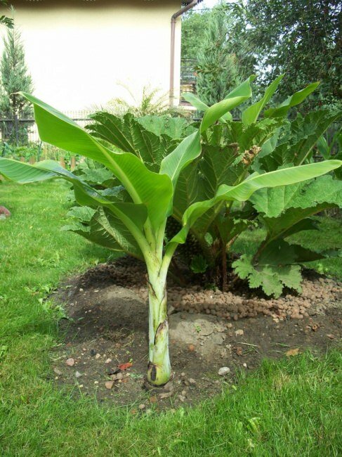 Snow Banana (Ensete glaucum)