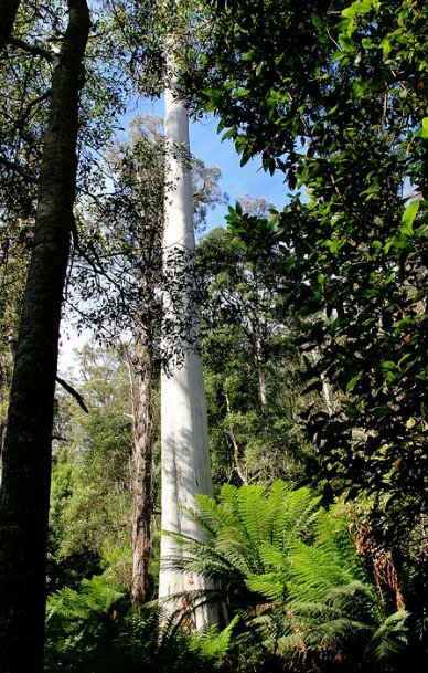 Manna Gum (Eucalyptus viminalis)