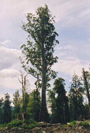 Giant Ash (Eucalyptus regnans)