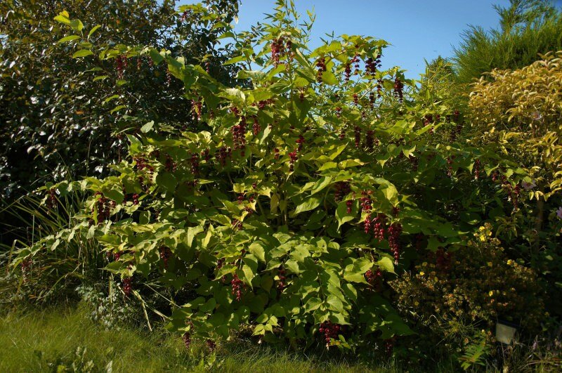 Himalayan Honeysuckle (Leycesteria formosa)