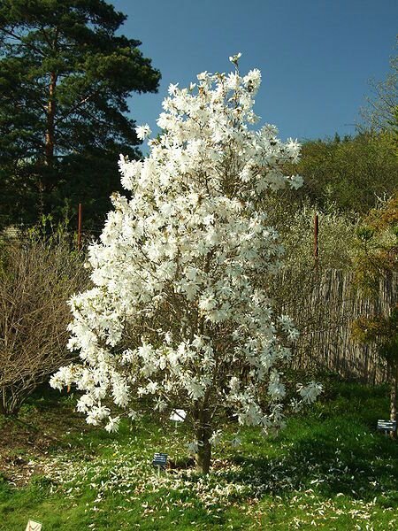 Star Magnolia (Magnolia stellata)