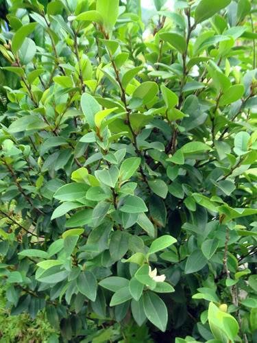 Banana Shrub (Magnolia figo)