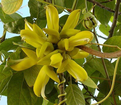 Hamburger Bean (Mucuna sloanei)
