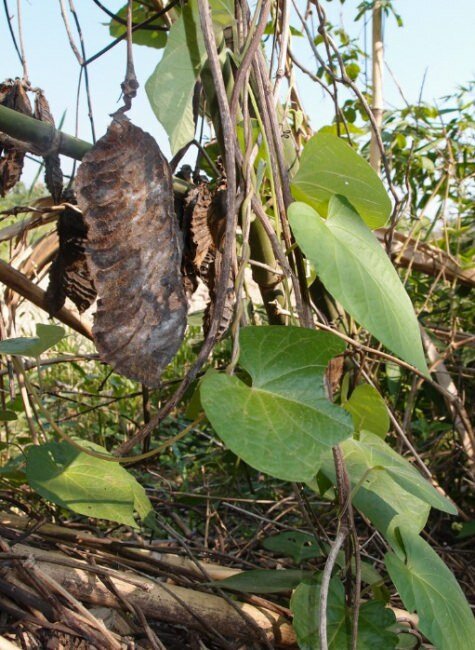 Hamburger Bean (Mucuna sloanei)