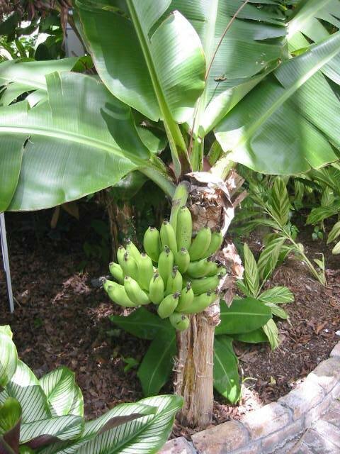 Plantain Banana (Musa x paradisiaca)