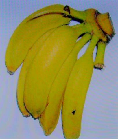 Helens Banana (Musa sp. 'Helens Hybrid')