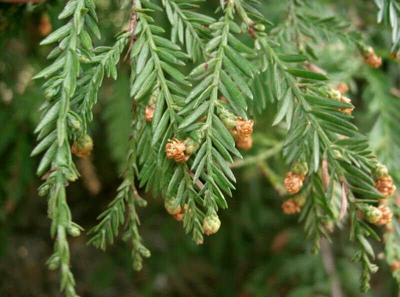 Coastal Redwood (Sequoia sempervirens)