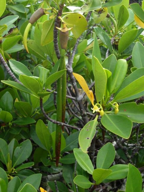 Red Mangrove (Rhizophora mangle)