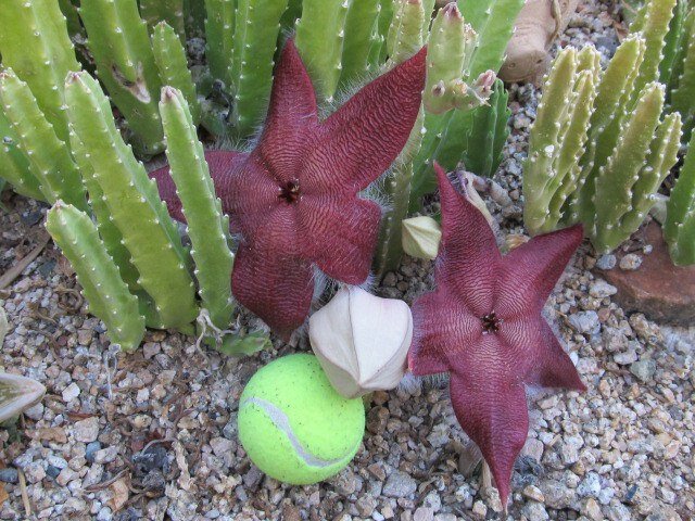 Giant Carrion Flower (Stapelia grandiflora)