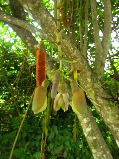 Red Hamburger Bean (Mucuna urens)