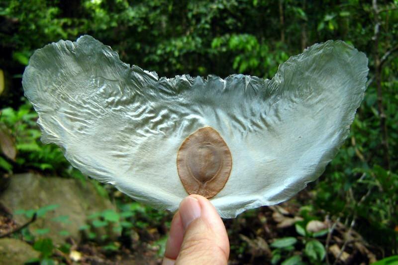 Javan Cucumber (Alsomitra macrocarpa)
