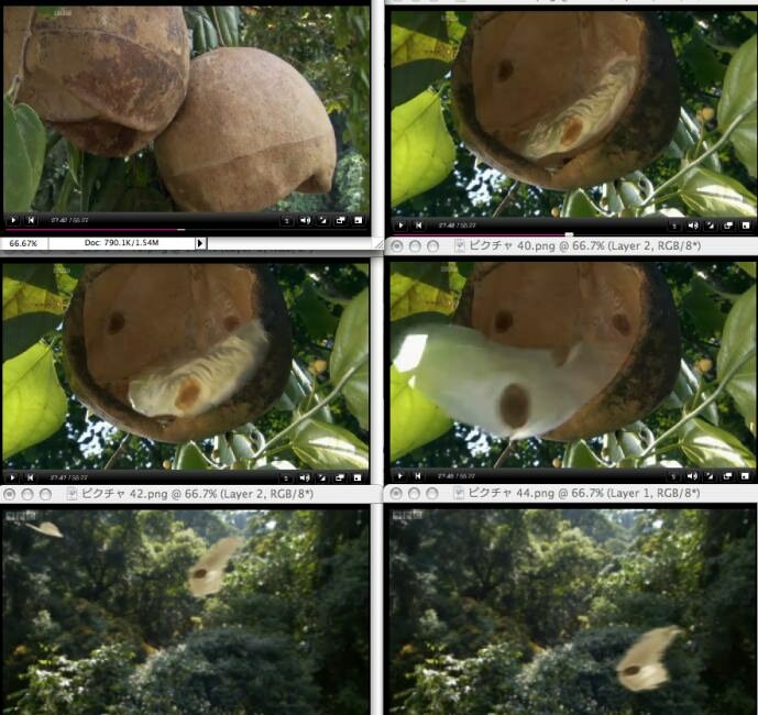 Javan Cucumber (Alsomitra macrocarpa)
