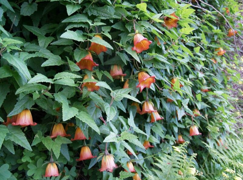 Canary Island Bellflower (Canarina canariensis)