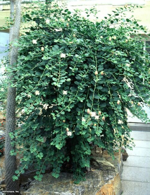 Caper Bush (Capparis spinosa)