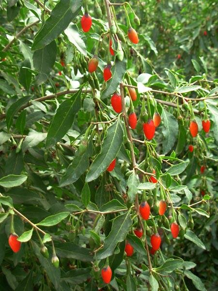 Goji Berry (Lycium barbarum)