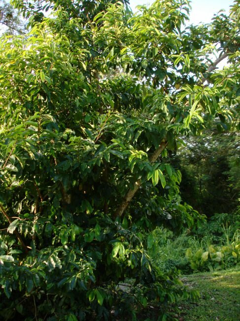Soursop (Annona muricata)
