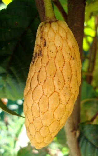 Annona (Annona conica)
