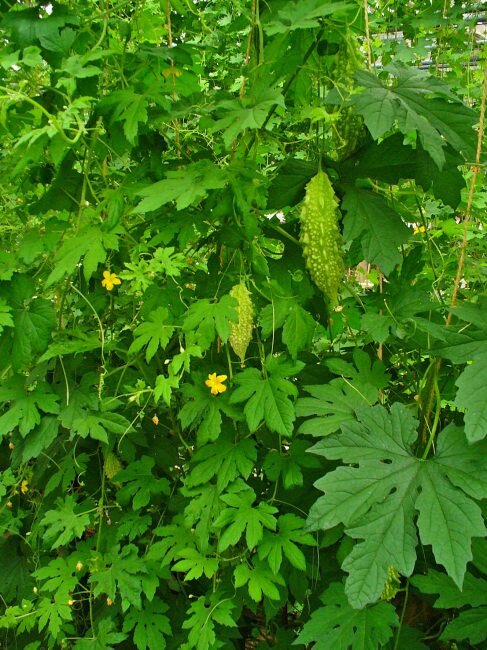 Bittermelon (Momordica charantia)
