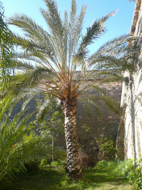 Date Palm (Phoenix dactylifera)