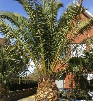 Date Palm (Phoenix dactylifera)