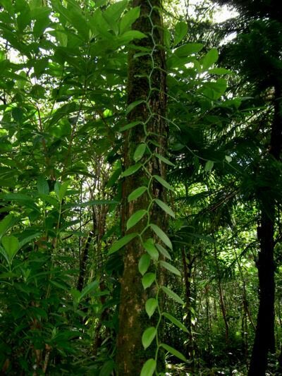 Vanilla Orchid (Vanilla planifolia)