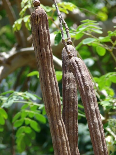 Moringa Tree (Moringa oleifera)