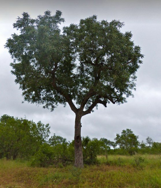 Marula (Sclerocarya birrea ssp. caffra)