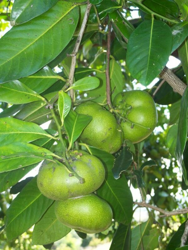 Black Sapote (Diospyros digyna)
