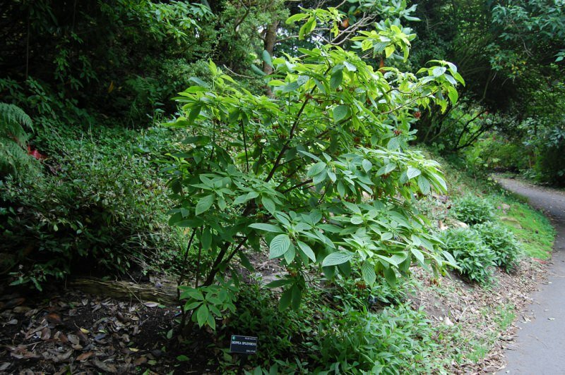 Golden Fuchsia (Deppea splendens)