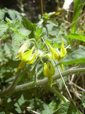 Currant Tomato (Solanum pimpinellifolium)